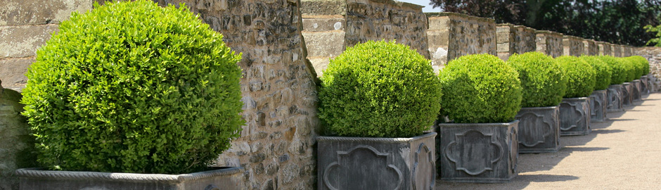 shrubs